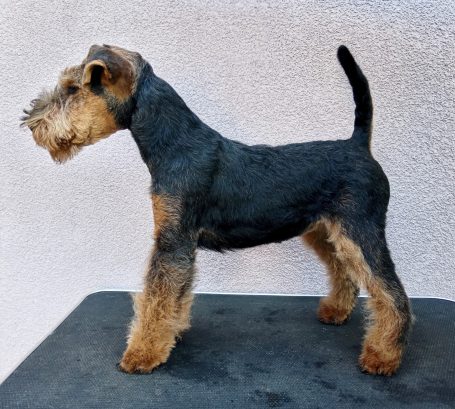 Lea - der neue Stern am Kelchsteinhimme Lea - der neue Stern am Kelchsteinhimmel