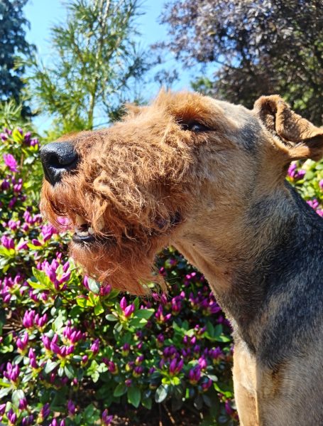 Gartenfreude Gartenfreude